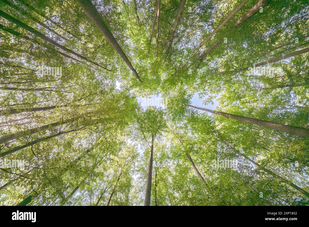 Une vue merveilleusement sereine avec des feuilles vertes ensoleillées et de grands arbres, mettant véritablement en valeur la beauté de la nature Banque D'Images