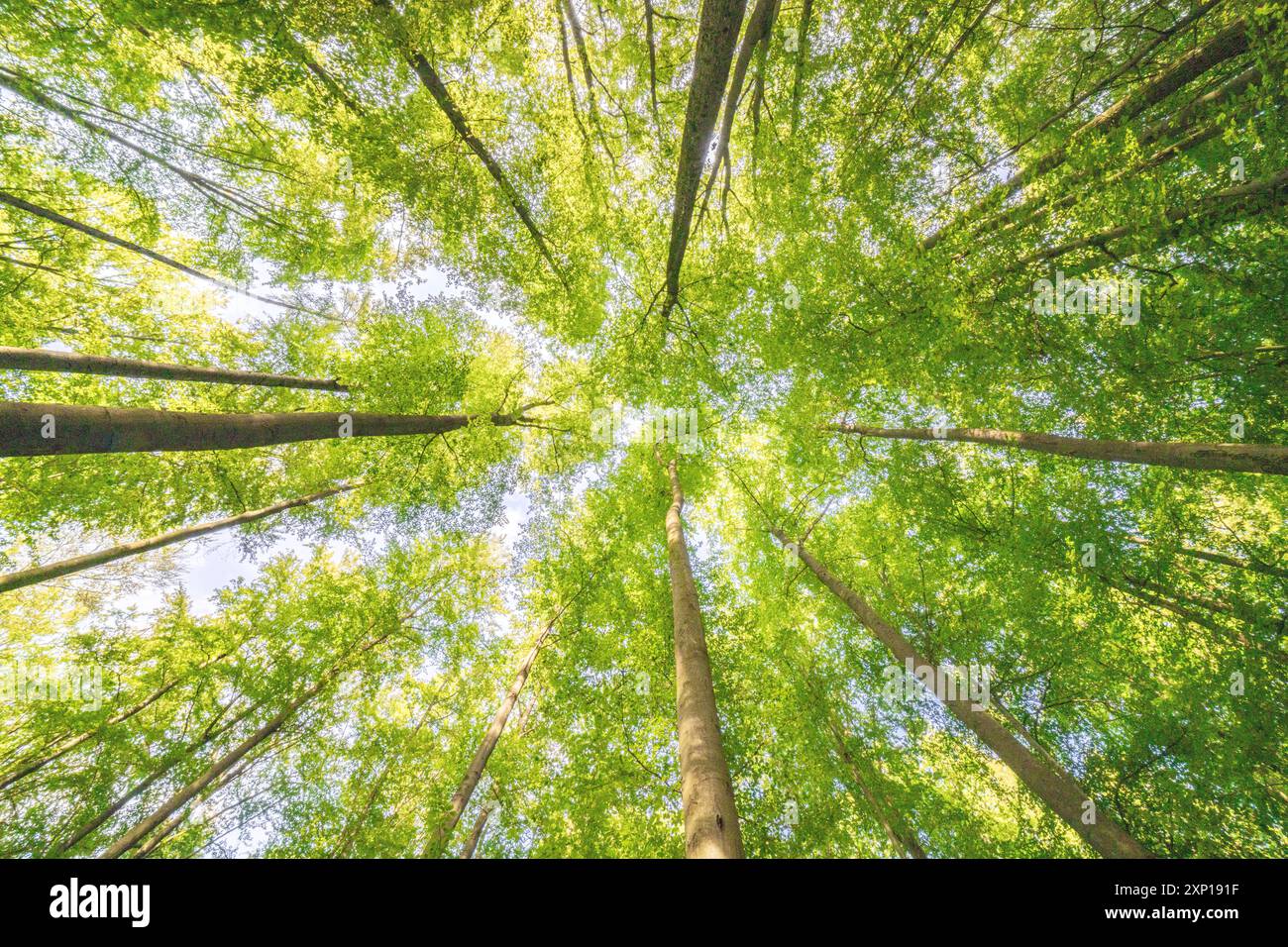 Une vue merveilleusement sereine avec des feuilles vertes ensoleillées et de grands arbres, mettant véritablement en valeur la beauté de la nature Banque D'Images