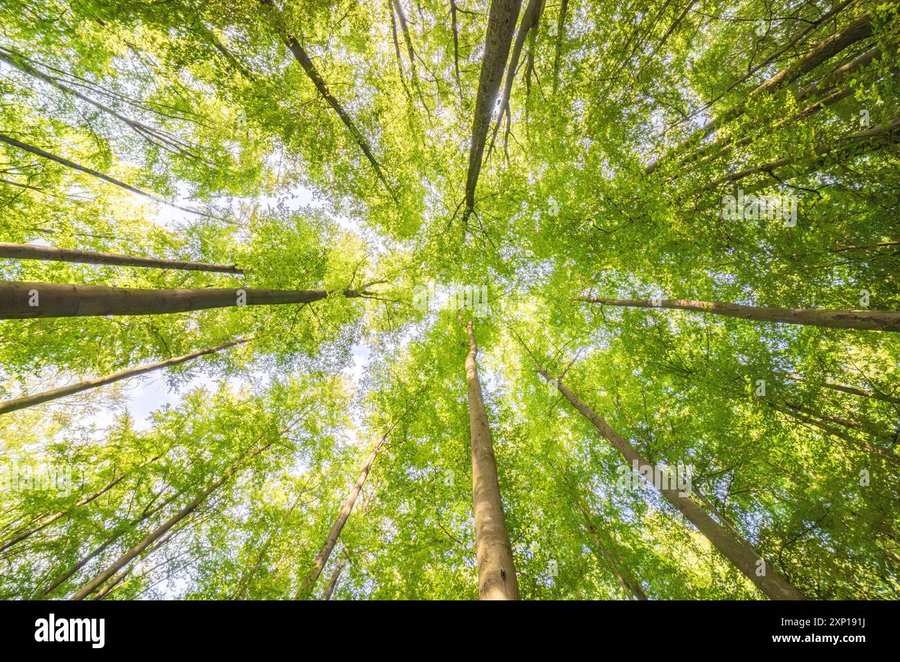 Une vue merveilleusement sereine avec des feuilles vertes ensoleillées et de grands arbres, mettant véritablement en valeur la beauté de la nature Banque D'Images