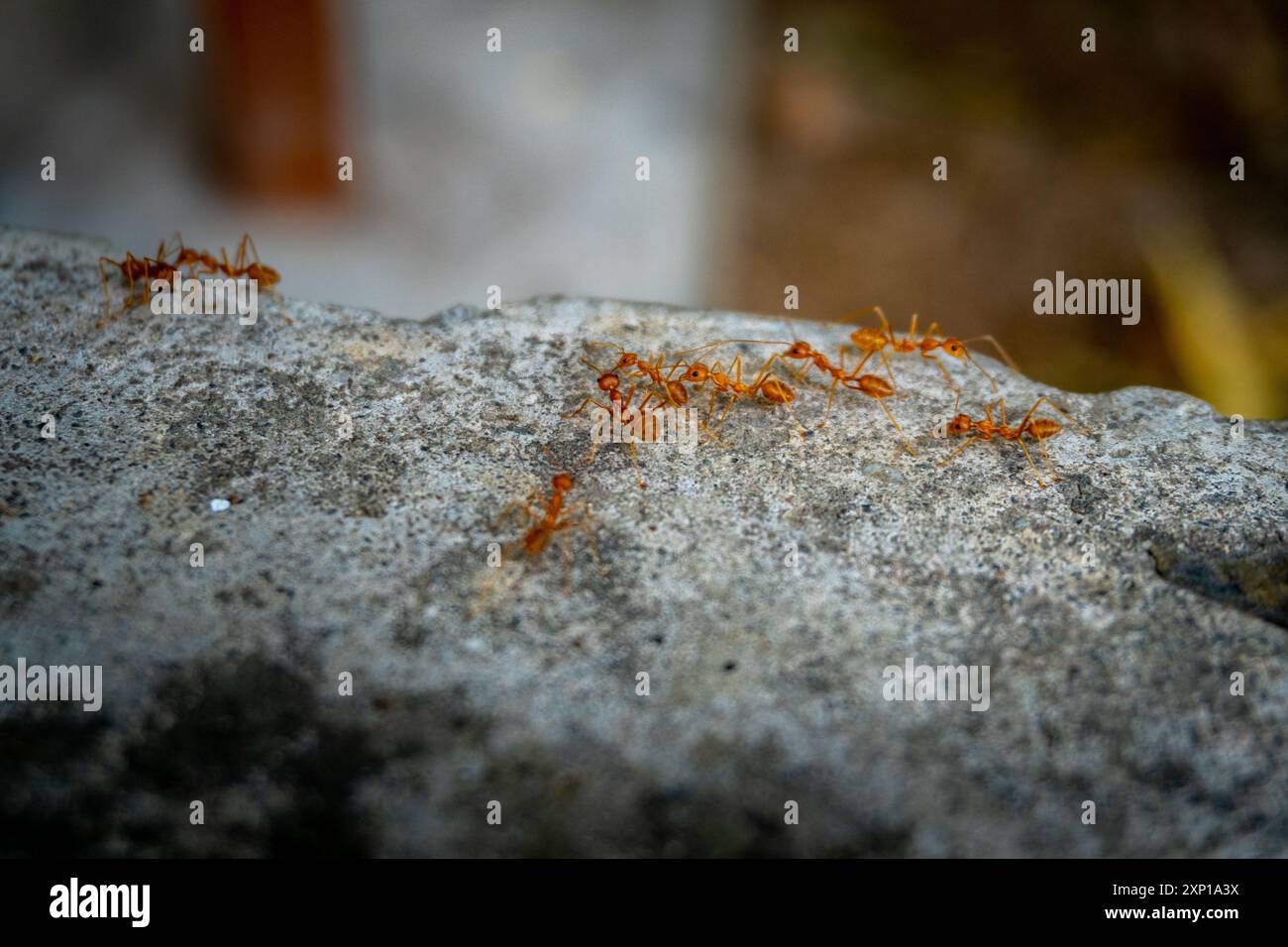 Gros plan Groupe de fourmis de feu rampant dans un jardin indien biologique, Uttarakhand, Inde. Banque D'Images