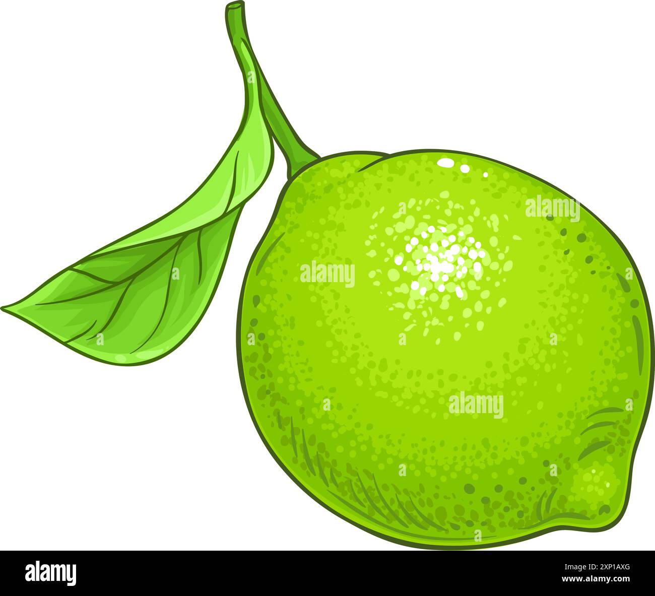 Illustration détaillée colorée de fruit de citron vert Illustration de Vecteur