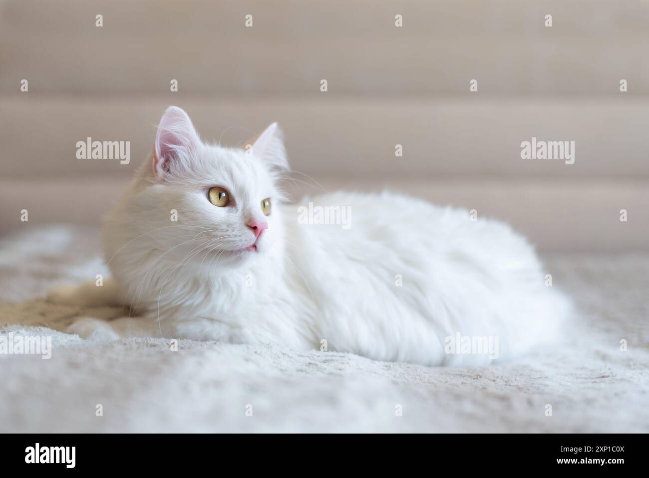 Portrait de chat persan à fourrure blanche confortable couché sur le canapé. Banque D'Images