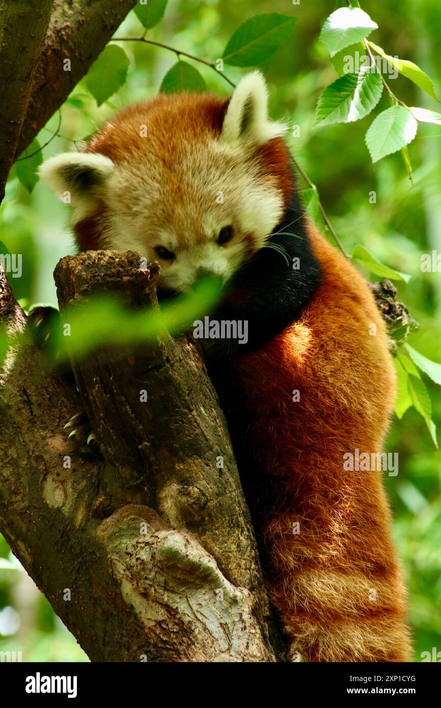 Panda rouge reposant dans un arbre Banque D'Images
