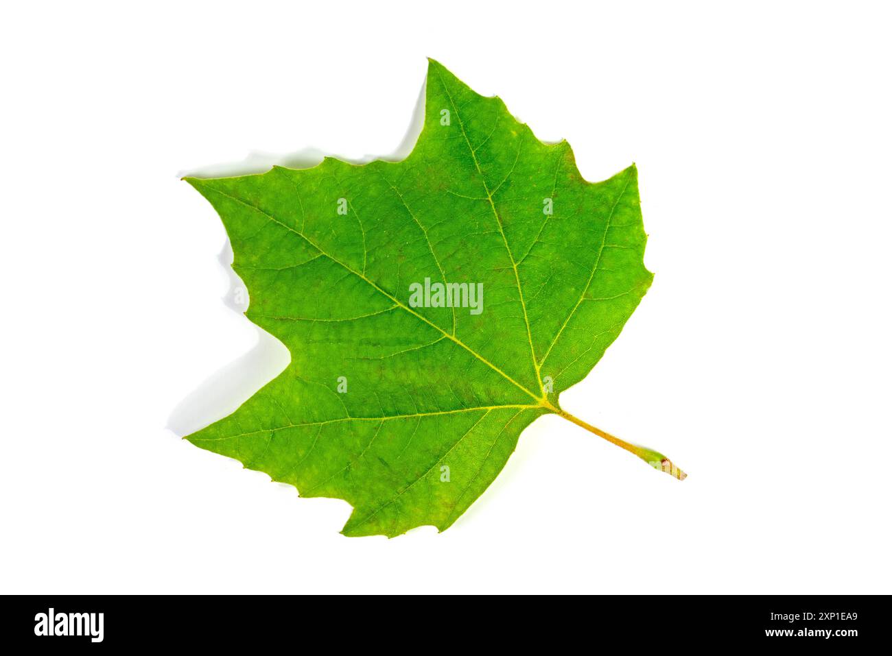 Feuille d'un platane sur un fond blanc Banque D'Images