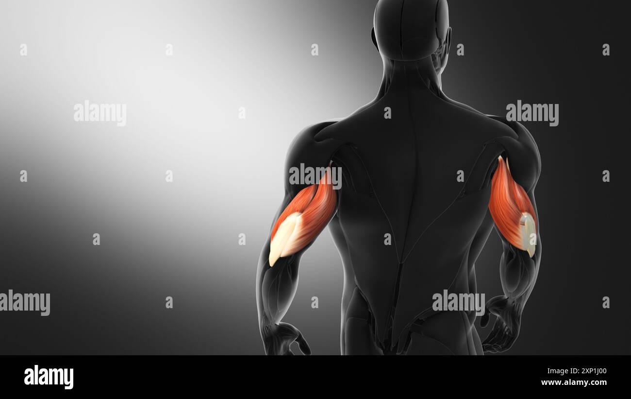Anatomie des muscles triceps Banque D'Images