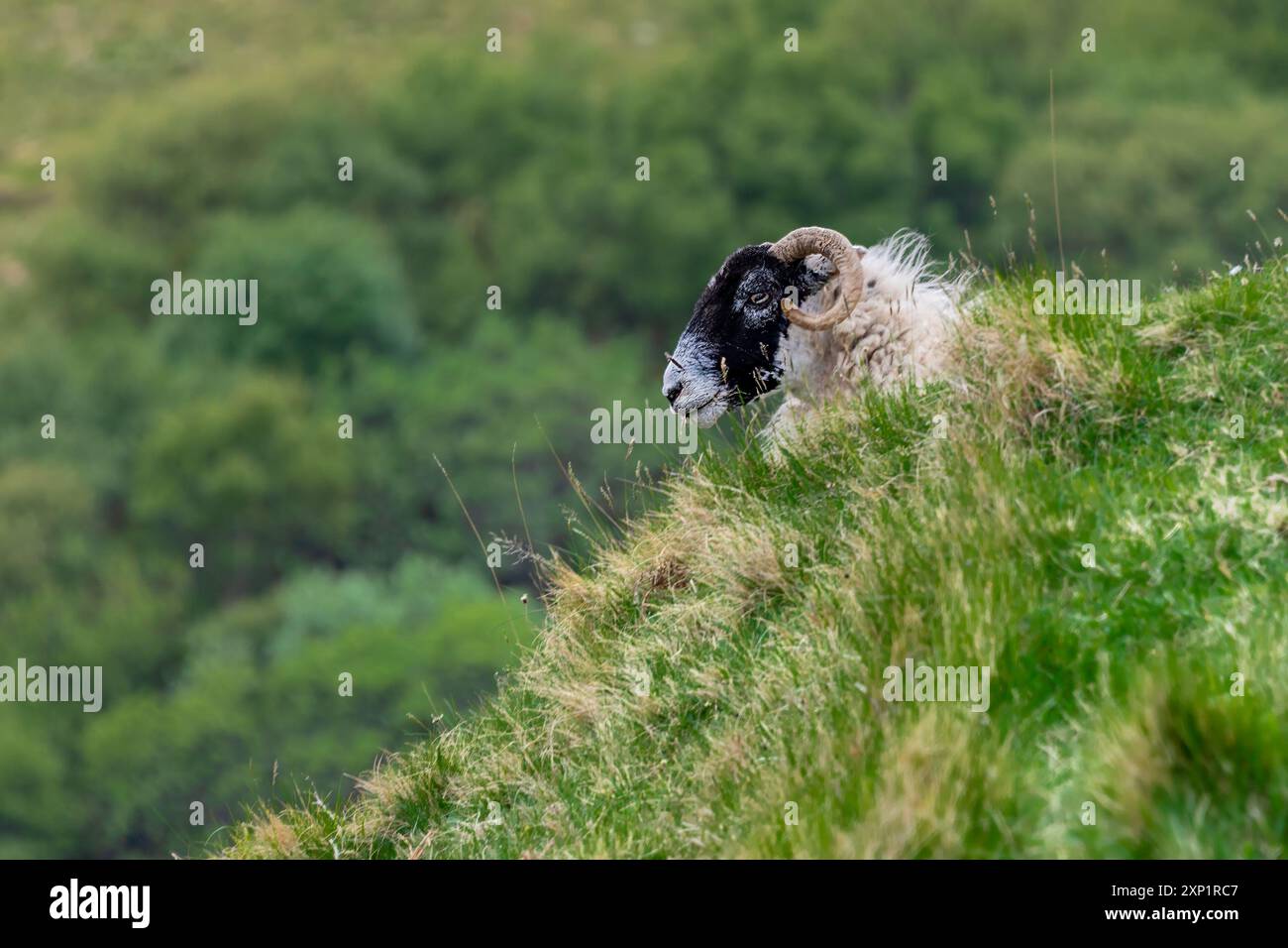 Gros plan de moutons de race montagneuse à face noire sur une pente montagneuse. Banque D'Images