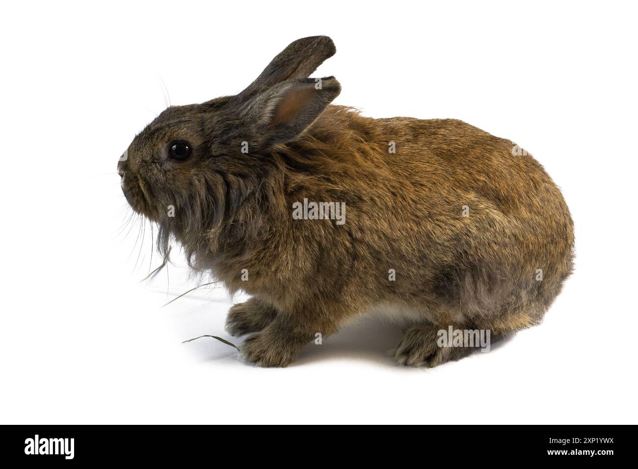 portrait de studio de lapin de couleur fauve assis sur fond blanc vue arrière Banque D'Images