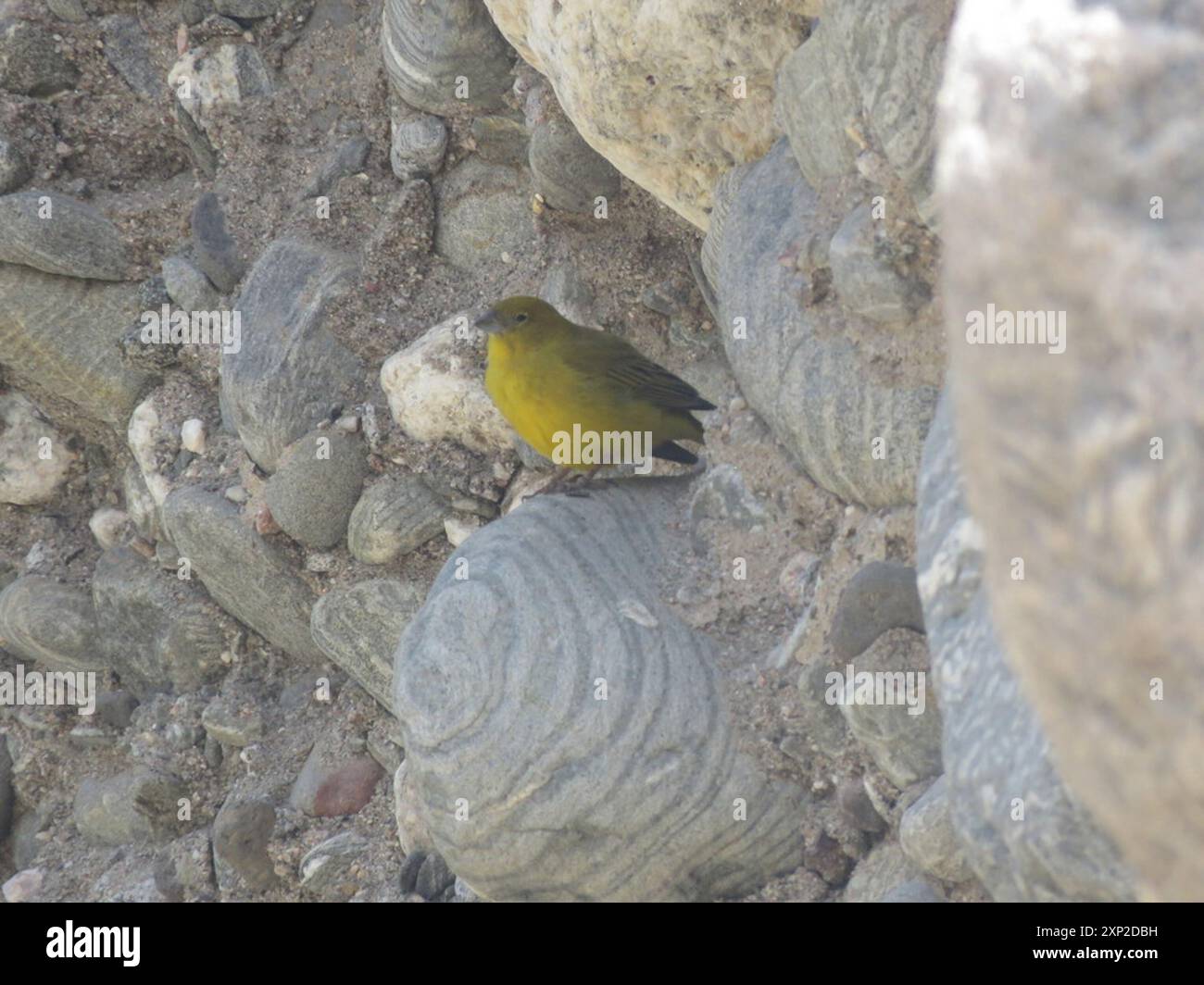 Finish jaune (Sicalis olivascens) Aves Banque D'Images