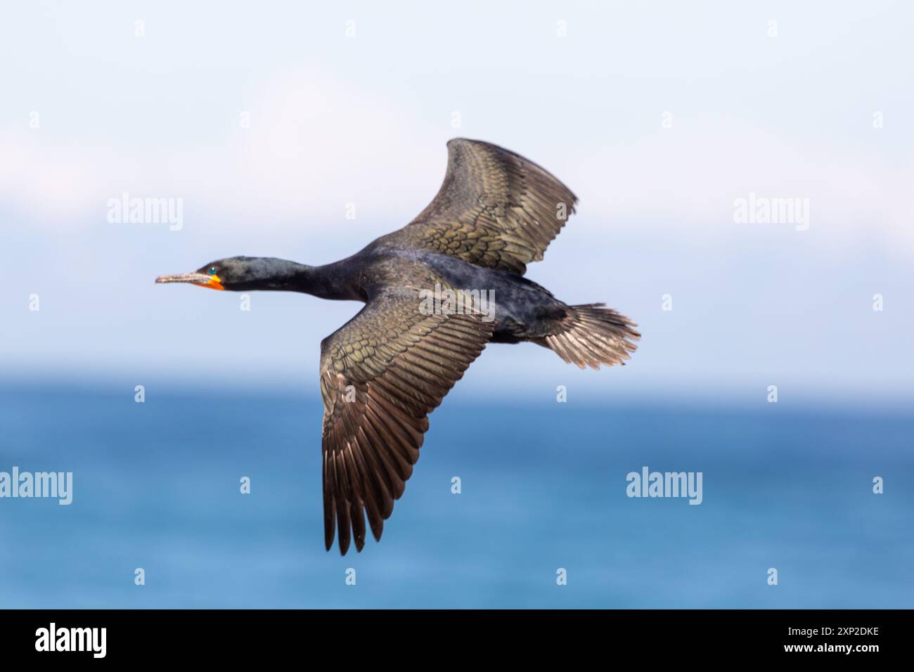 Oiseau en vol : Cap Cormorant volant (Phalacrocorax capensis) pris à Stony point dans le Cap occidental de l'Afrique du Sud Banque D'Images