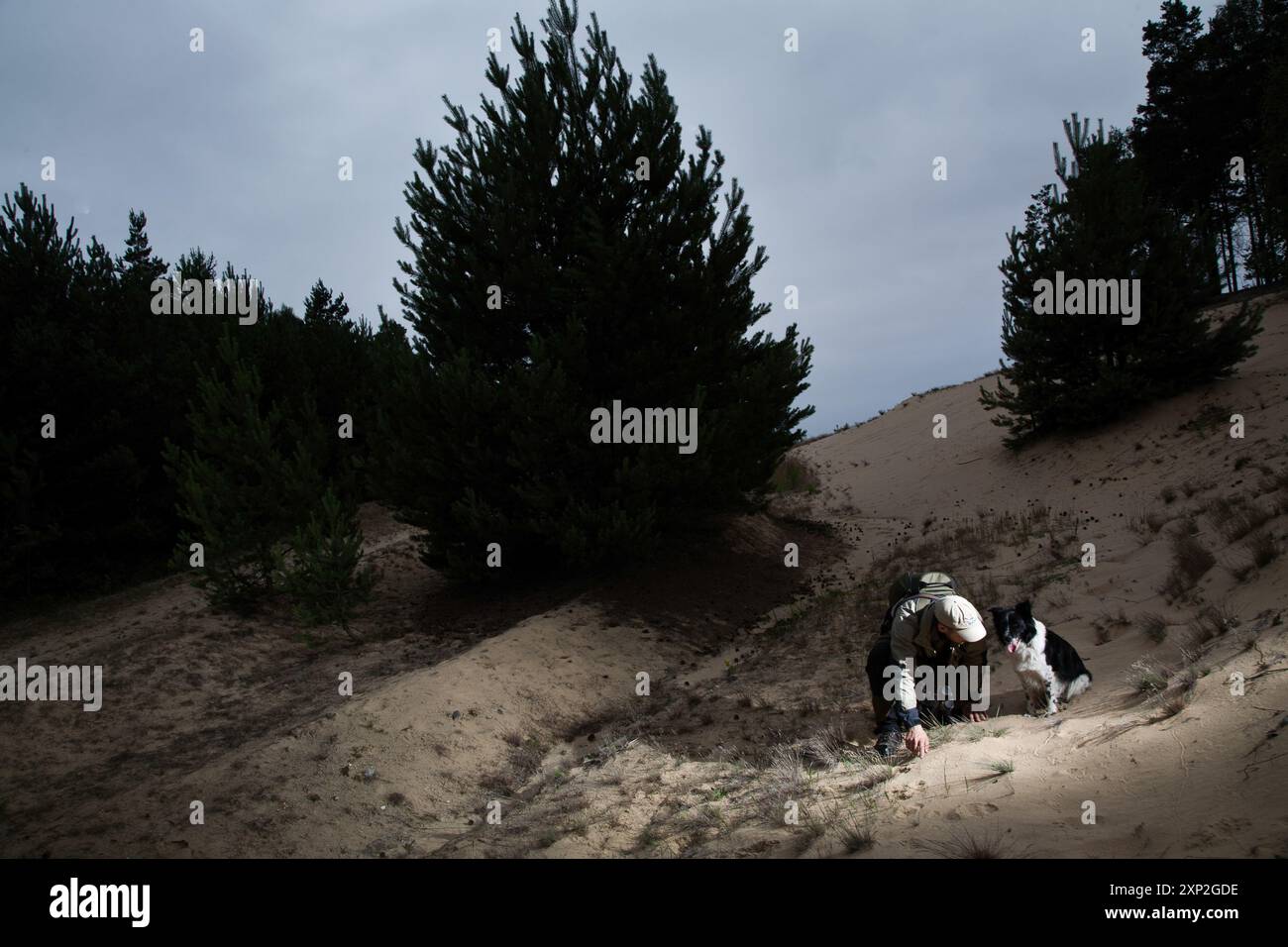 Nabu expert de loup le 30 juin 2011 explorant la Lusace avec son chien, à la recherche de traces de loup. Banque D'Images