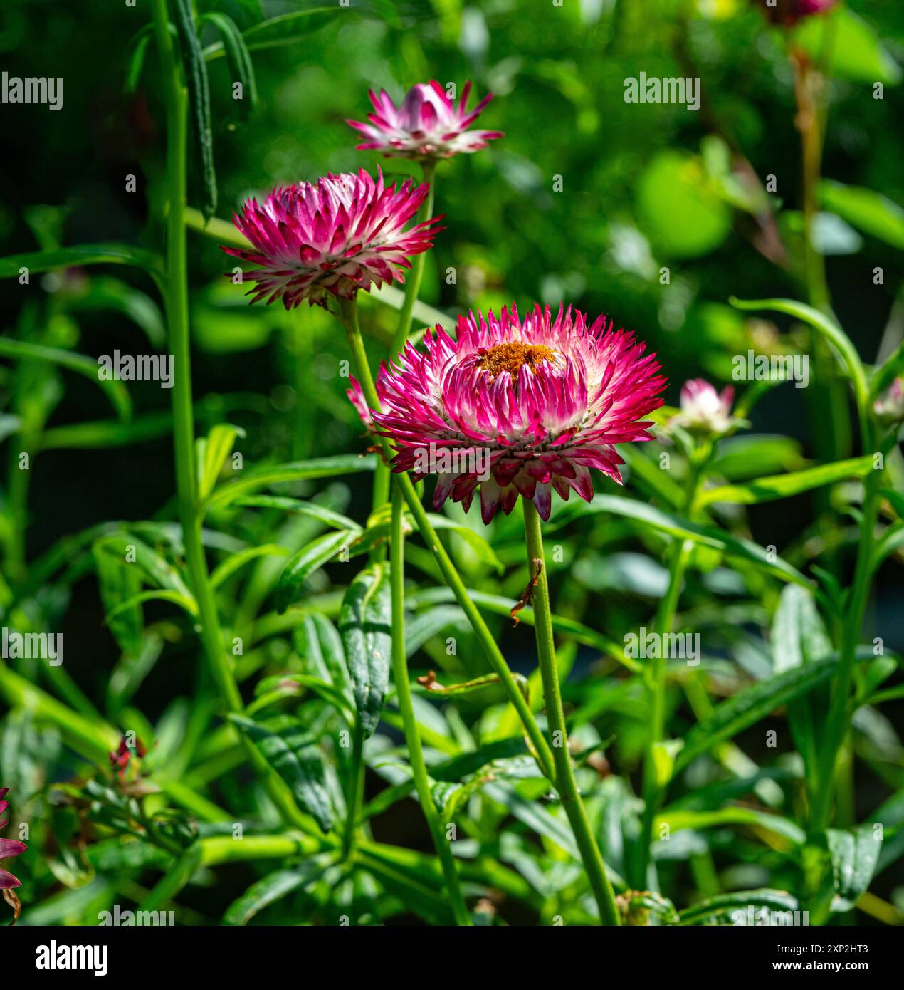 Gros plan sur Fleur de paille/Marguerite éternelle dorée - Xerochrysum bracteatum Banque D'Images