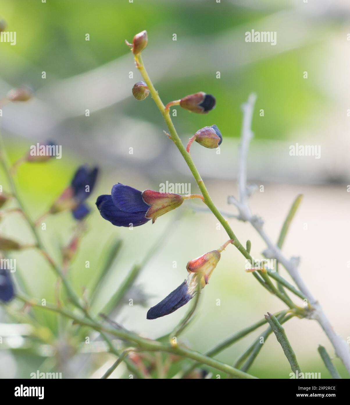 Indigobush (Psorothamnus schottii) Plantae de Schott Banque D'Images