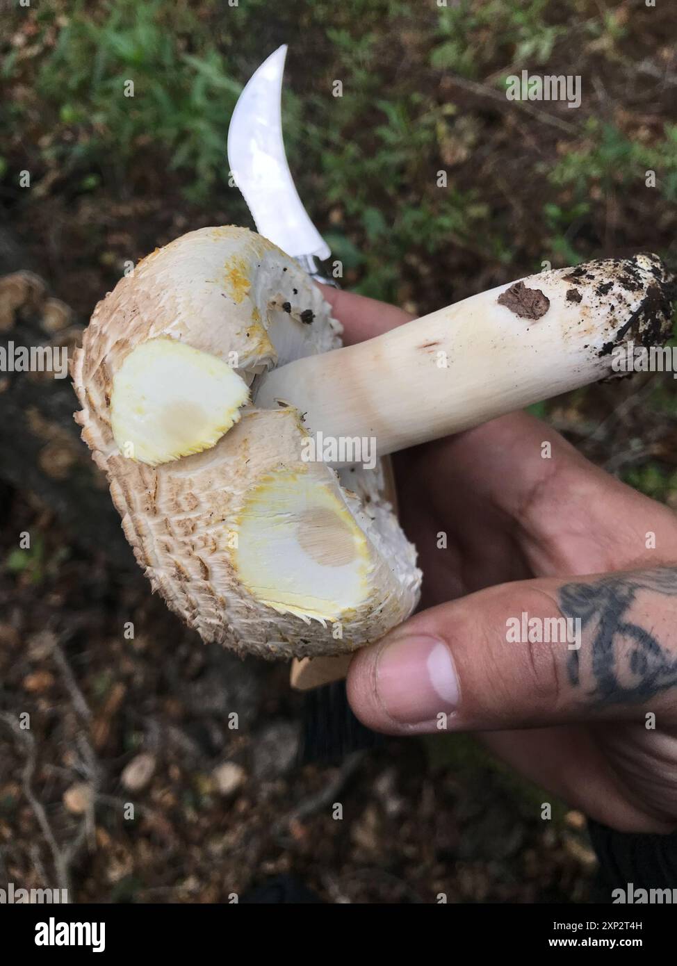 Champignons jaunes (Agaricus xanthodermus) Banque D'Images