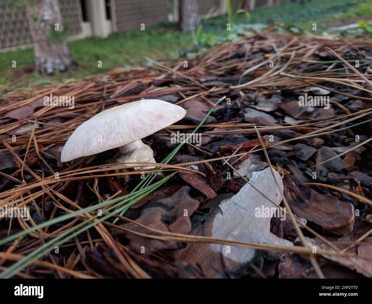 Champignons jaunes (Agaricus xanthodermus) Banque D'Images