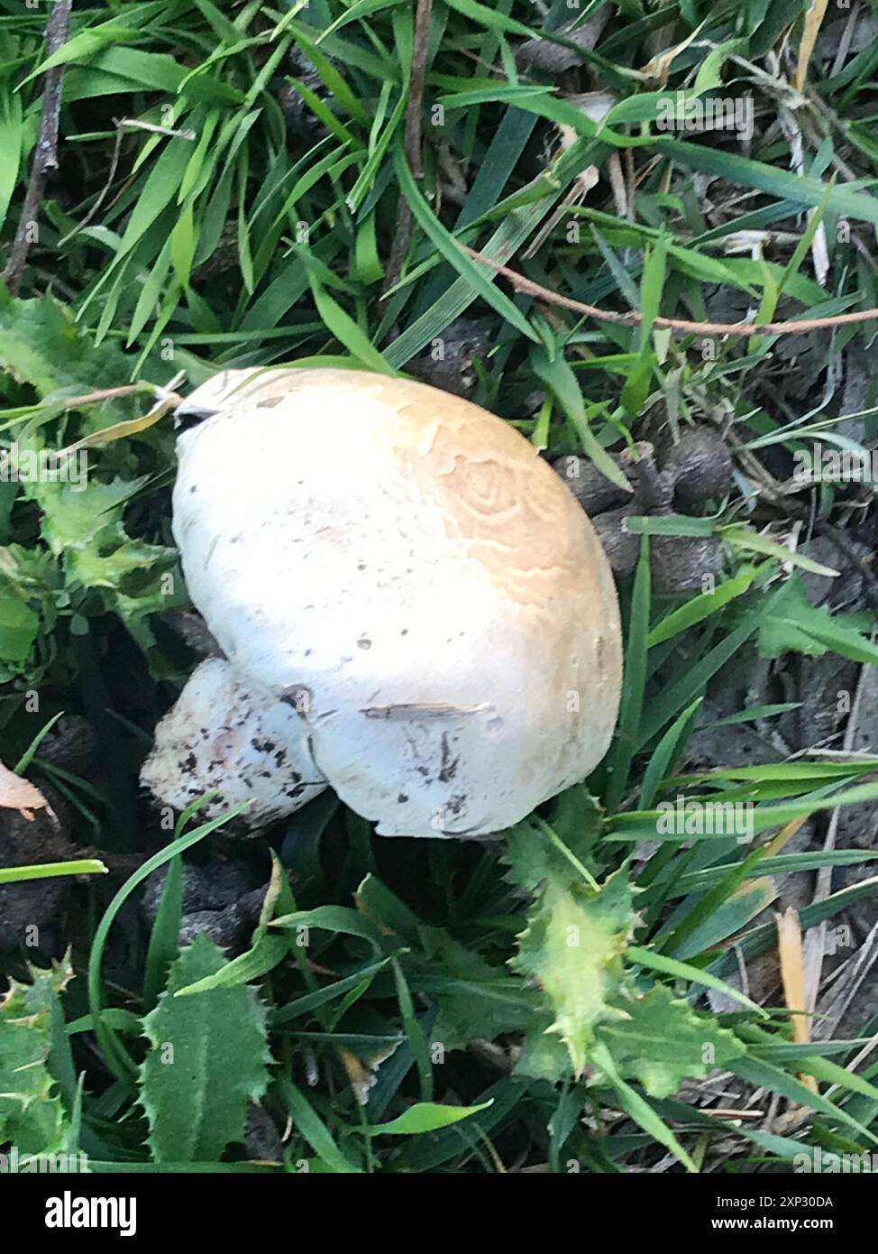 Champignons jaunes (Agaricus xanthodermus) Banque D'Images