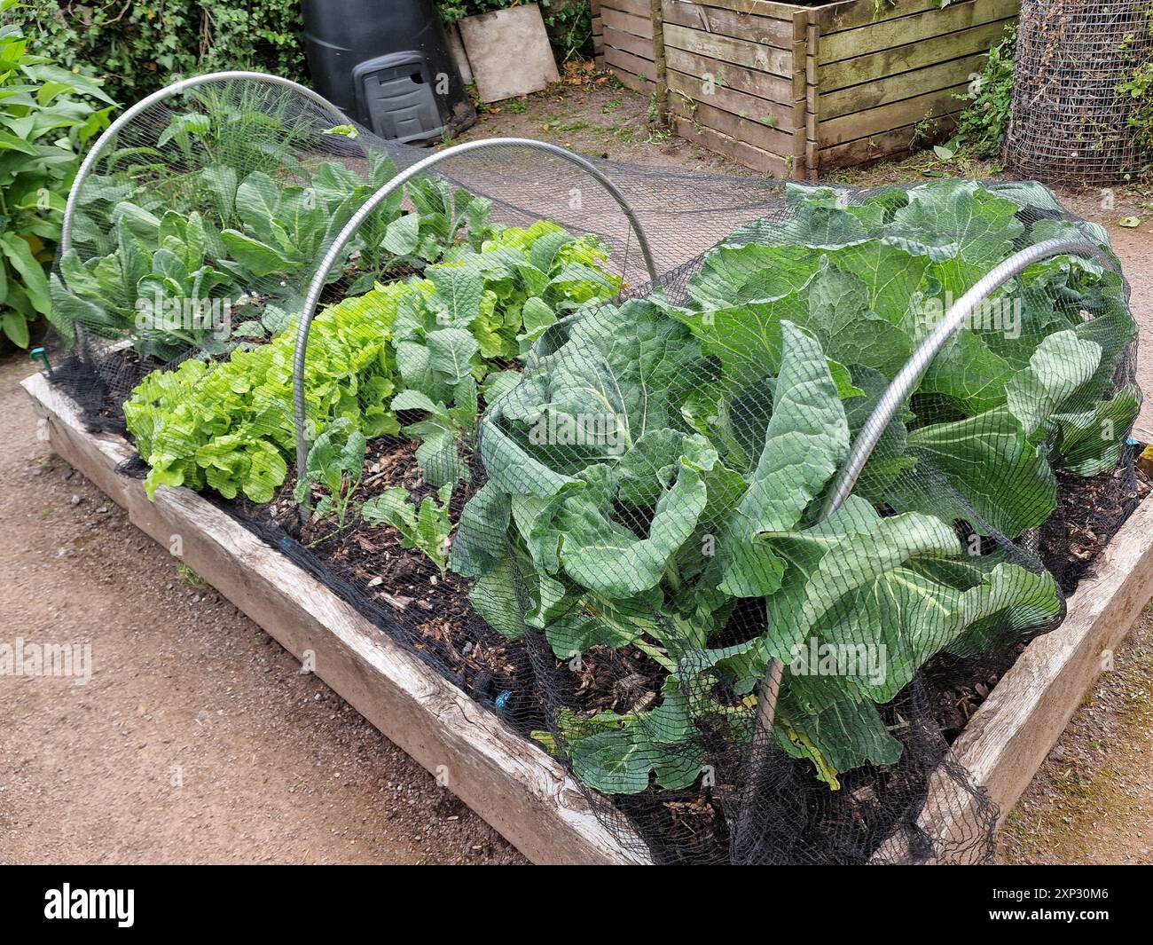 Lit de jardin biologique élevé de légumes de chou et de feuilles de salade croissant dans un cadre en bois pour donner la protection et la lutte antiparasitaire des limaces et des escargots W Banque D'Images