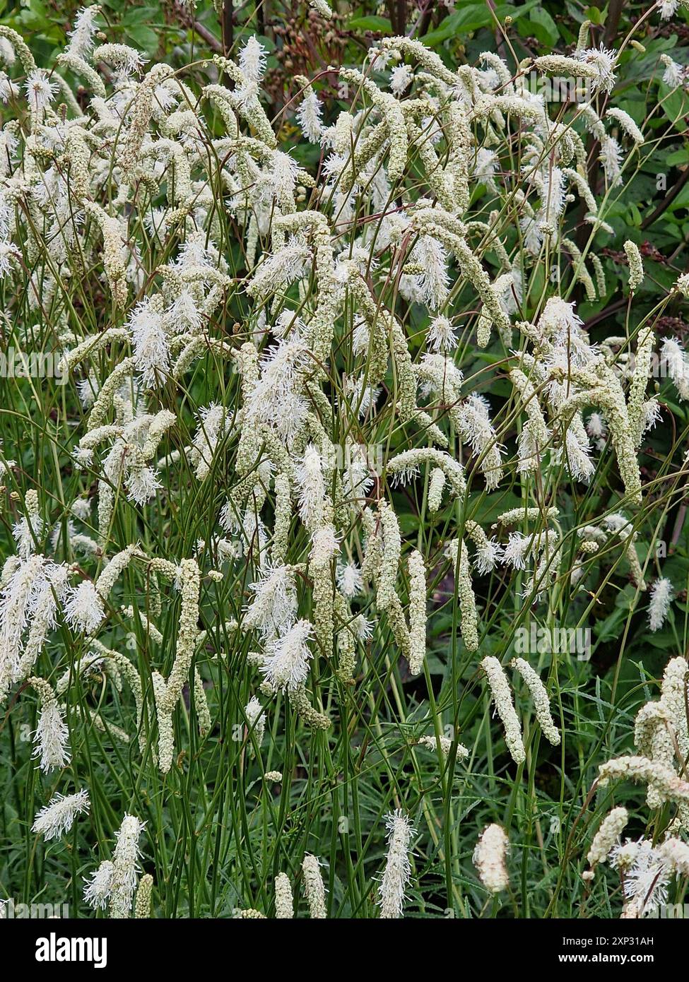 Sanguisorba tenuifolia une plante à fleurs d'été avec une fleur blanche d'été communément appelée burnet, image de stock de jardinage Banque D'Images