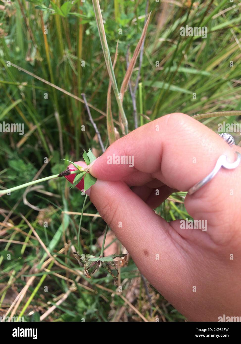 L'insecte de la trémie à arbres à trois cornes (Acanthuchus trispinifer) Banque D'Images