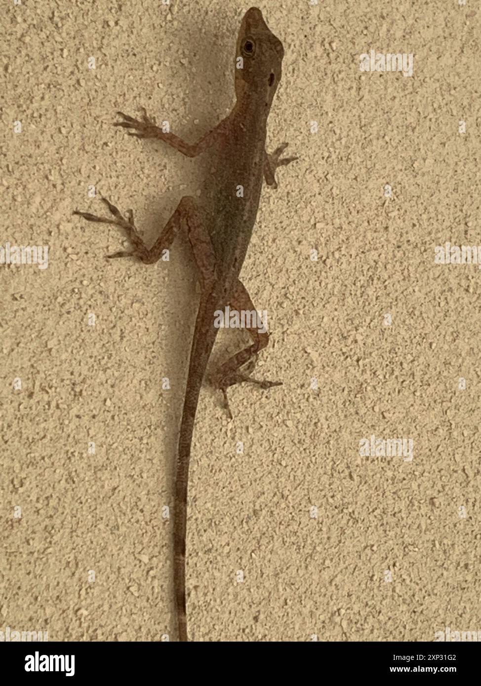 Border Anole (Anolis limifrons) Reptilia Banque D'Images