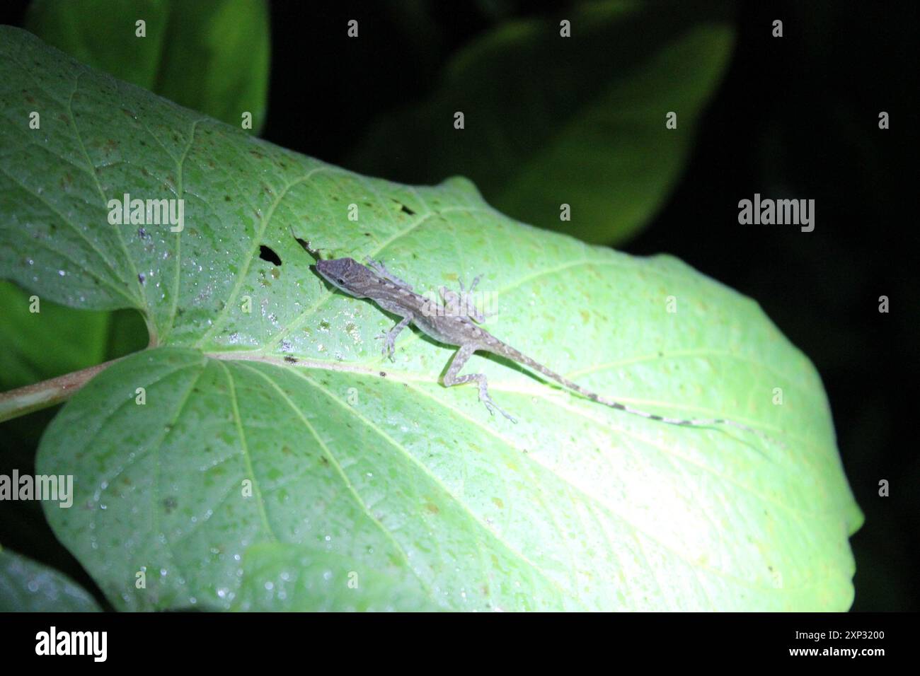 Border Anole (Anolis limifrons) Reptilia Banque D'Images