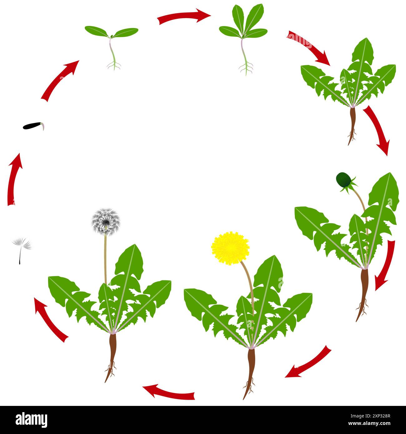 cycle-de-vie-du-pissenlit-banque-d-images-vectorielles-alamy