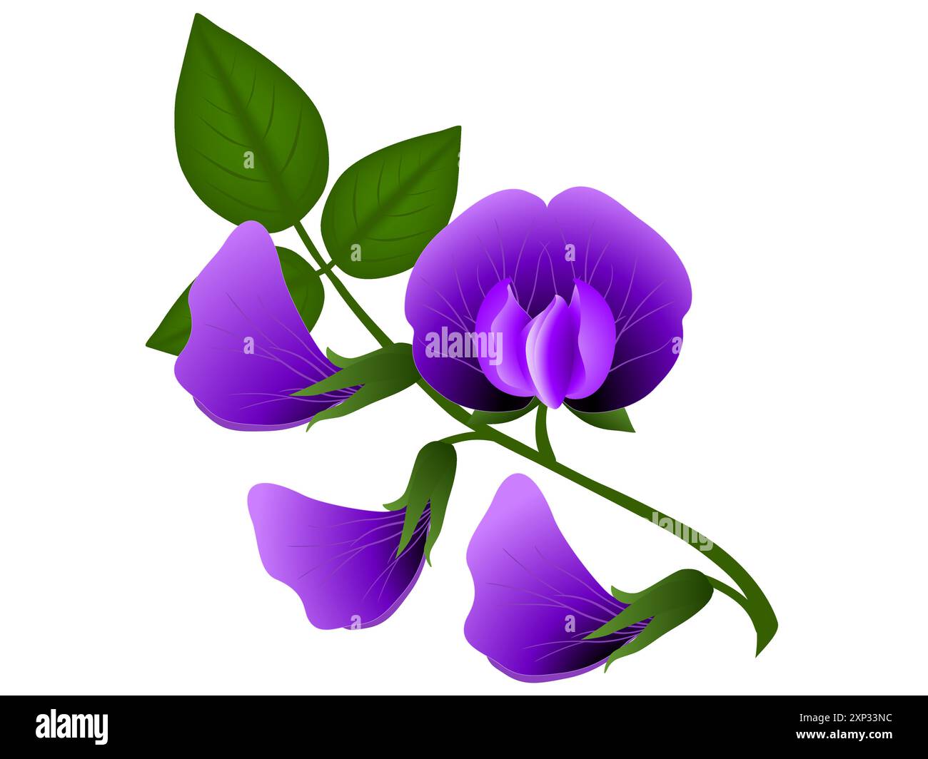 Fleurs de soja avec des feuilles isolées sur fond blanc. Illustration de Vecteur