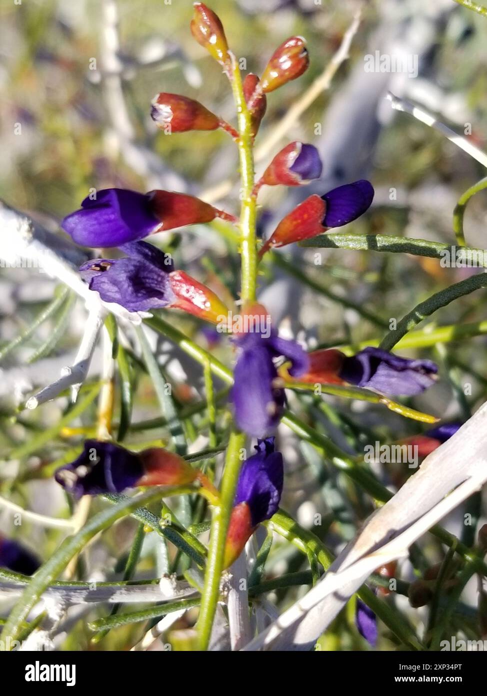 Indigobush (Psorothamnus schottii) Plantae de Schott Banque D'Images