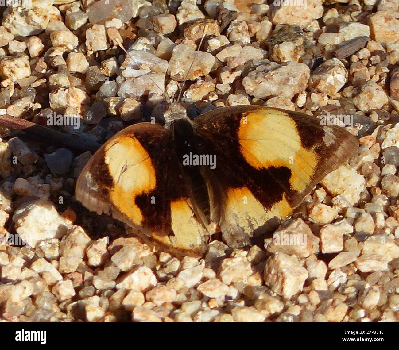 Insecte de la pensée jaune africaine (Junonia hierta cebrene) Banque D'Images