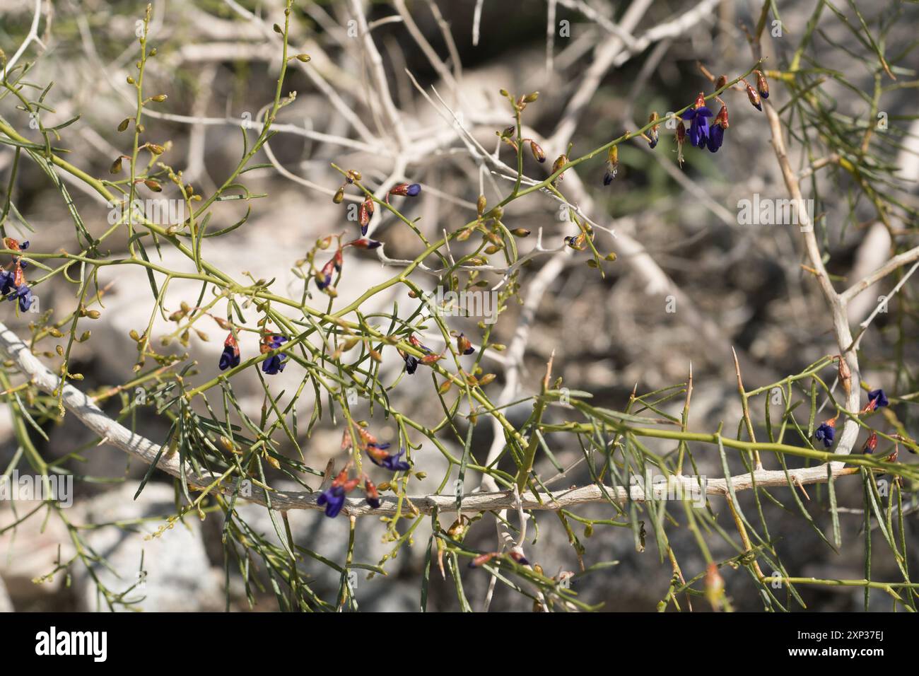 Indigobush (Psorothamnus schottii) Plantae de Schott Banque D'Images