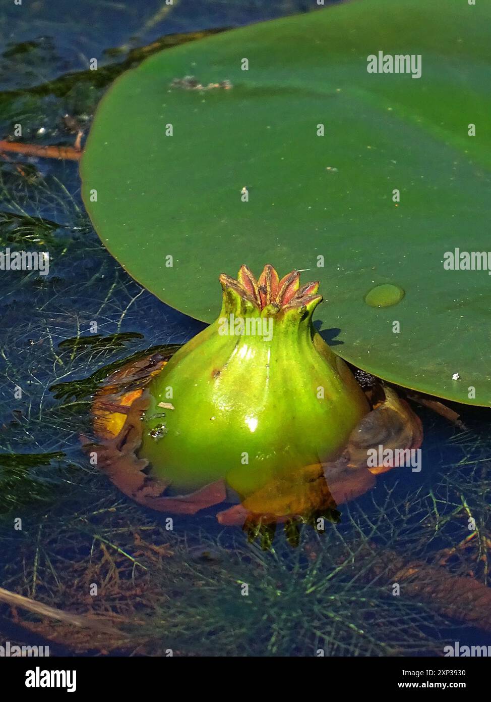 Moins de nénuphars (Nuphar pumila) Plantae Banque D'Images