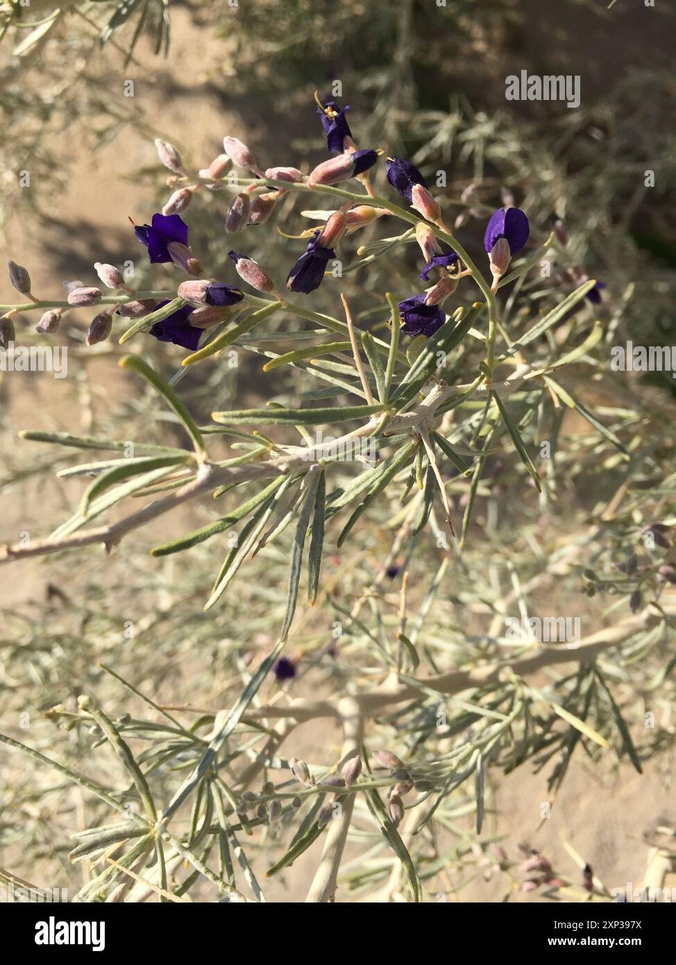 Indigobush (Psorothamnus schottii) Plantae de Schott Banque D'Images