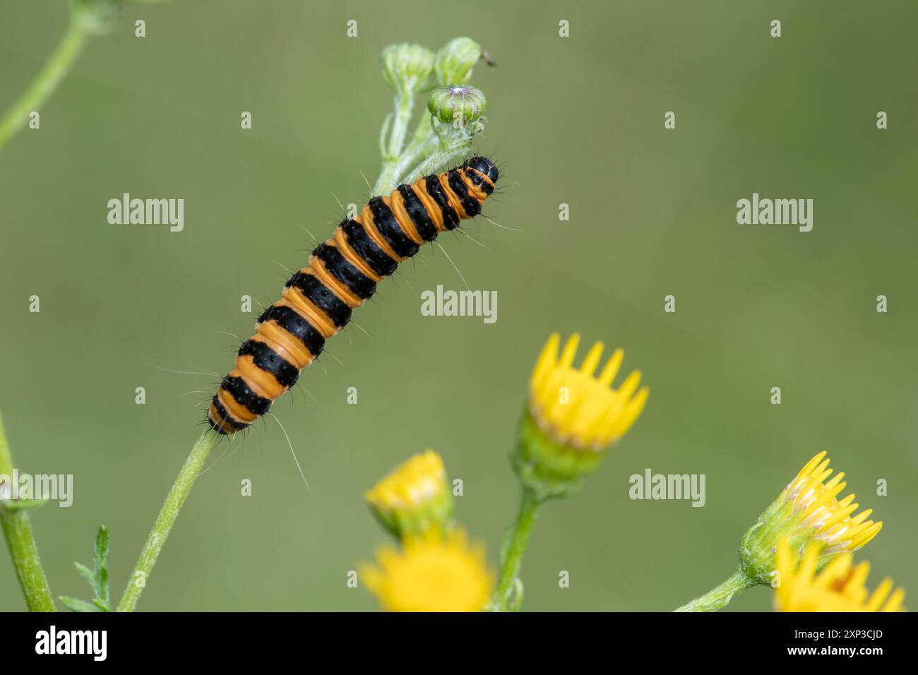Teigne du cinabre (Tyria jacobaeae) chenille ou larve à rayures jaunes et noires se nourrissant d'armoise commune (Senecio jacobaea), Angleterre, Royaume-Uni Banque D'Images