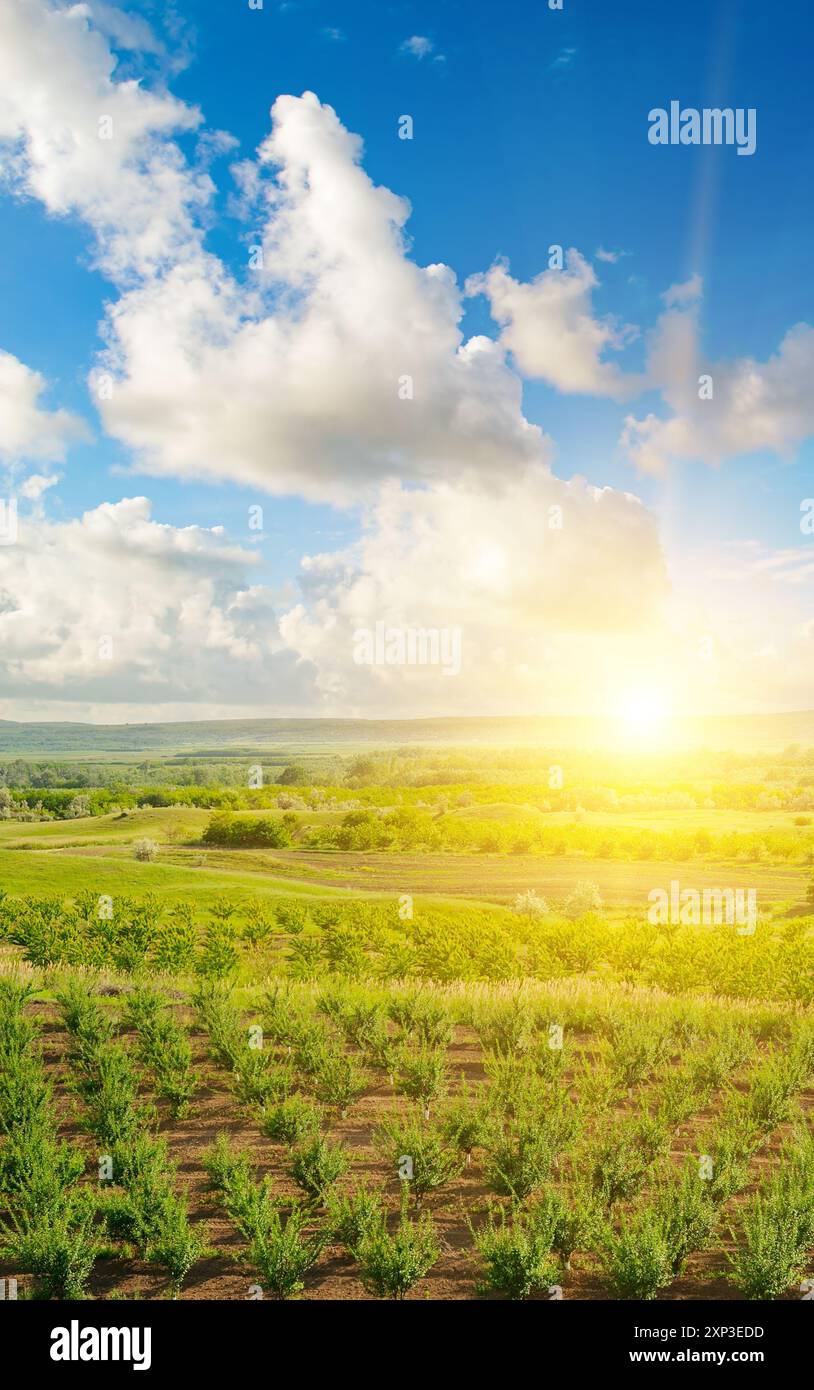 Jeune verger et lever de soleil lumineux. Paysage printanier pittoresque. Photo verticale. Banque D'Images