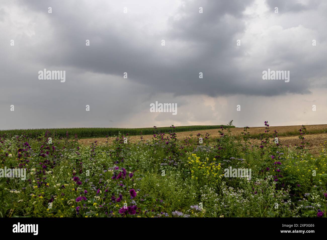 Gewitter in Hessen Dunkle Wolken eines aufziehenden Gewitter sind am Nachmittag am Himmel über Feldern mit einem Blühstreifen zu sehen., Oberursel Hessen Deutschland *** orage en Hesse des nuages sombres d'un orage approchant peuvent être vus dans l'après-midi dans le ciel au-dessus des champs avec une bande de fleurs , Oberursel Hessen Allemagne Banque D'Images