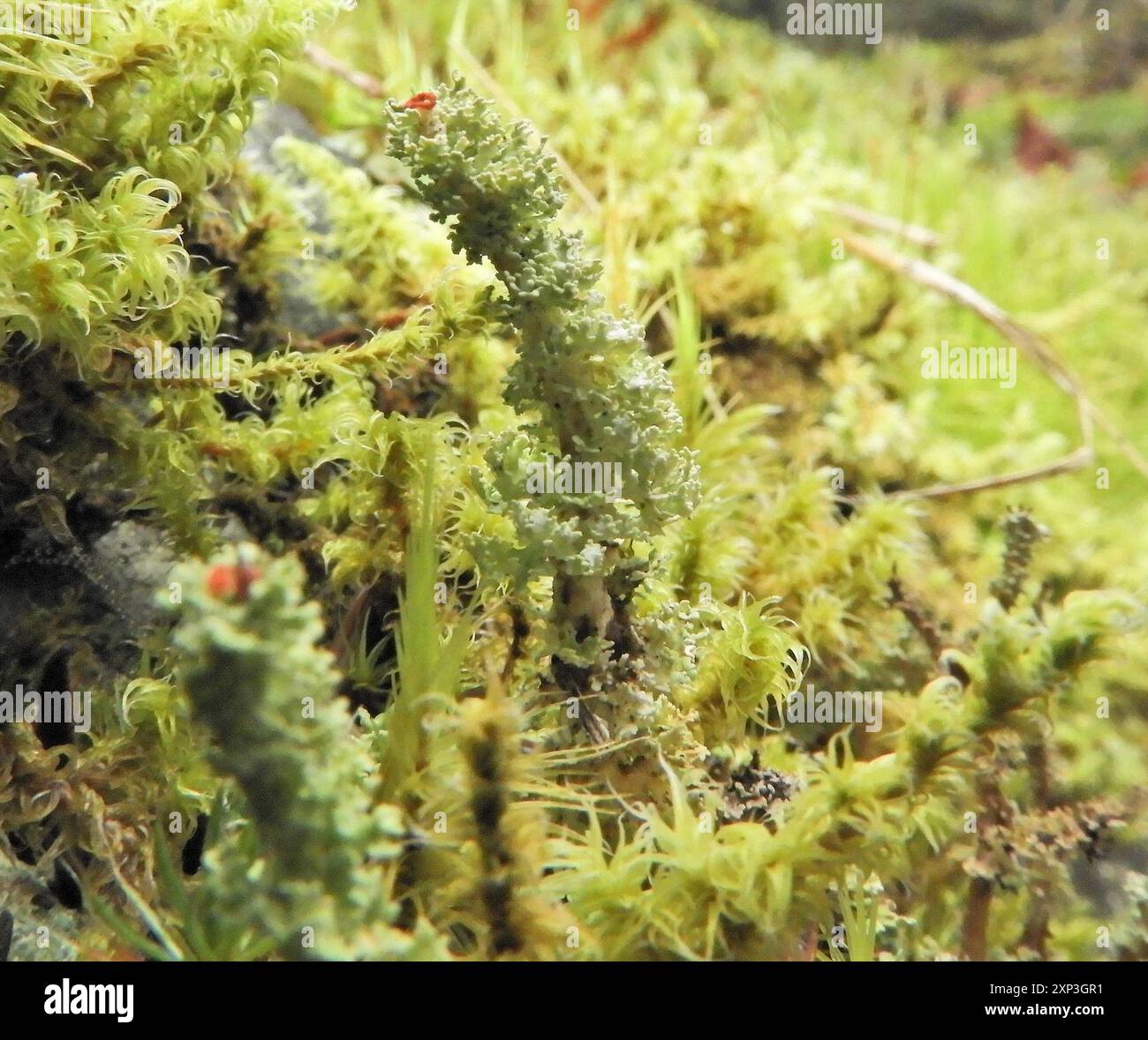 Soldats jouets (Cladonia bellidiflora) champignons Banque D'Images