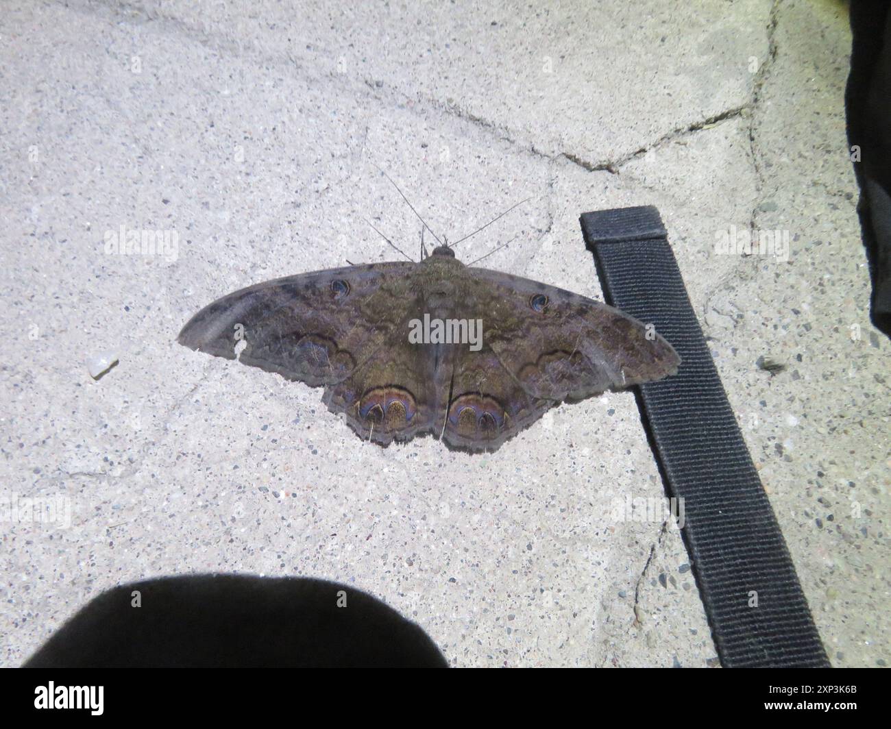 Sorcière noire (Ascalapha odorata) insecte Banque D'Images