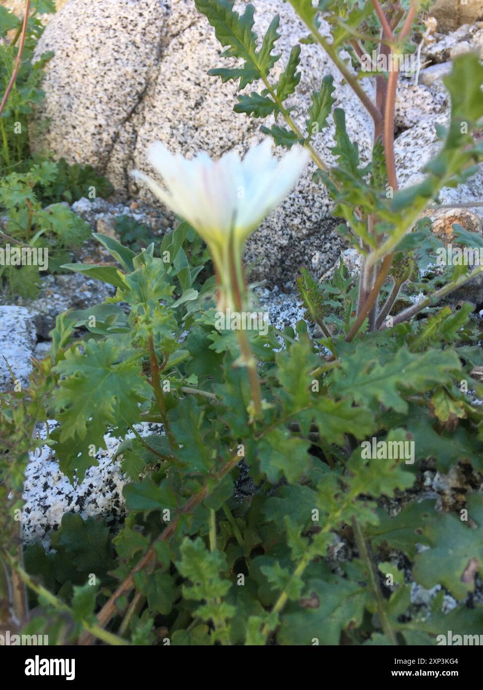 Chicorée du désert (Rafinesquia neomexicana) Plantae Banque D'Images