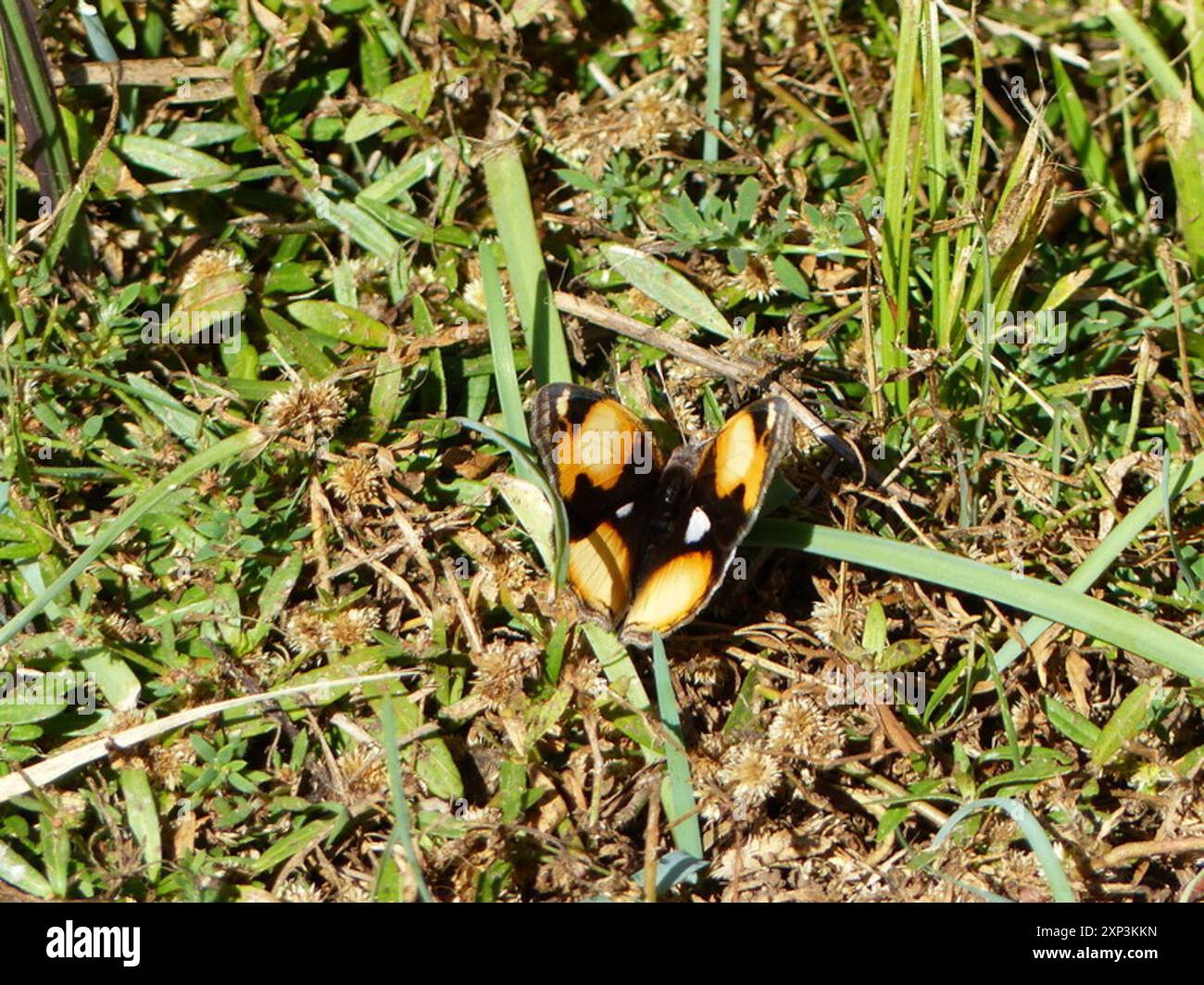 Insecte de la pensée jaune africaine (Junonia hierta cebrene) Banque D'Images