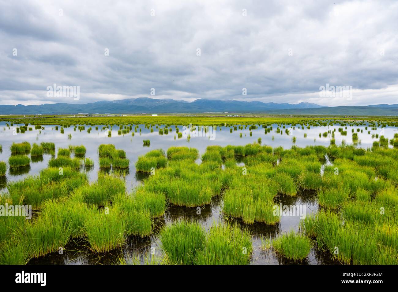Grandes zones humides ouvertes dans la réserve naturelle de Flower Lake. Ruoergai Wetland et Zoige Marsh, Sichuan, Chine. Banque D'Images
