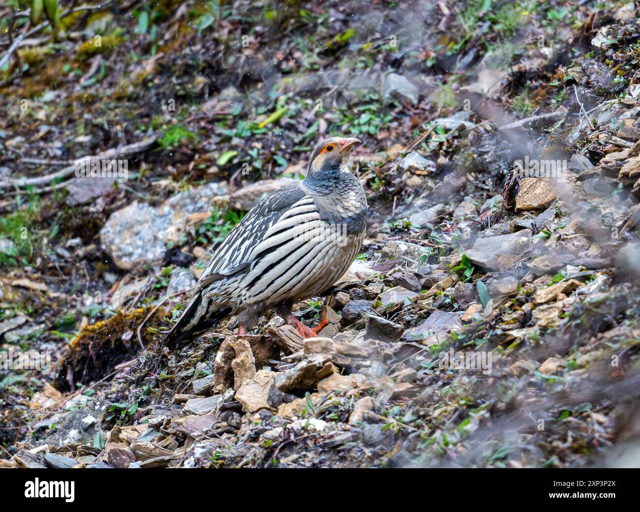 Un coq des neiges tibétain sauvage (Tetraogallus tibetanus) dans les hautes montagnes. Sichuan, Chine. Banque D'Images