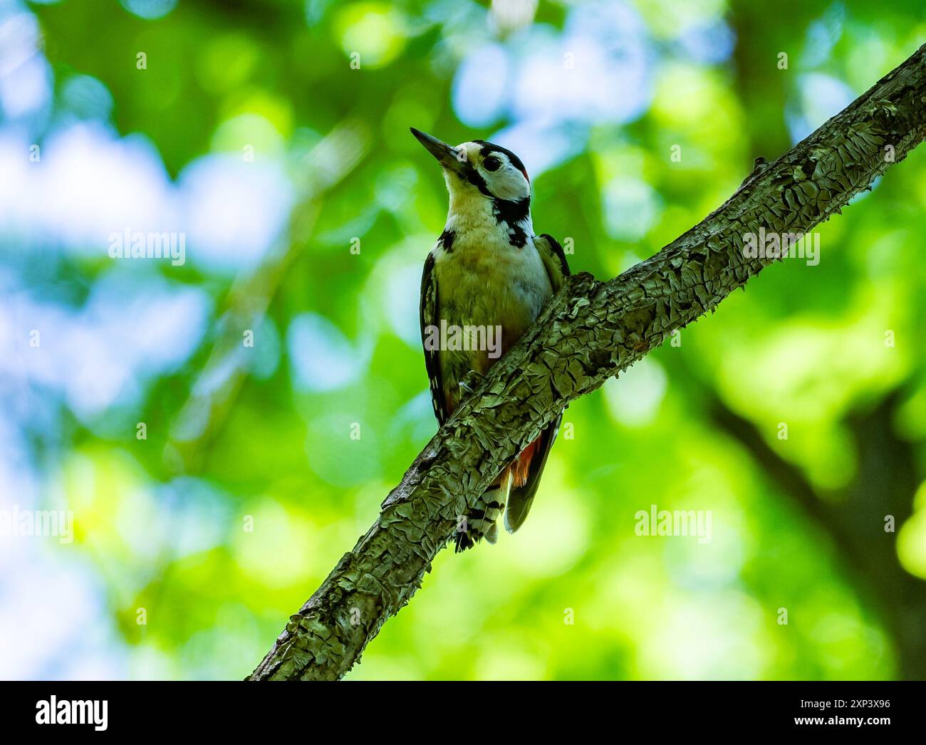 Un grand pic tacheté (Dendrocopos Major) perché sur une branche. Pékin, Chine. Banque D'Images