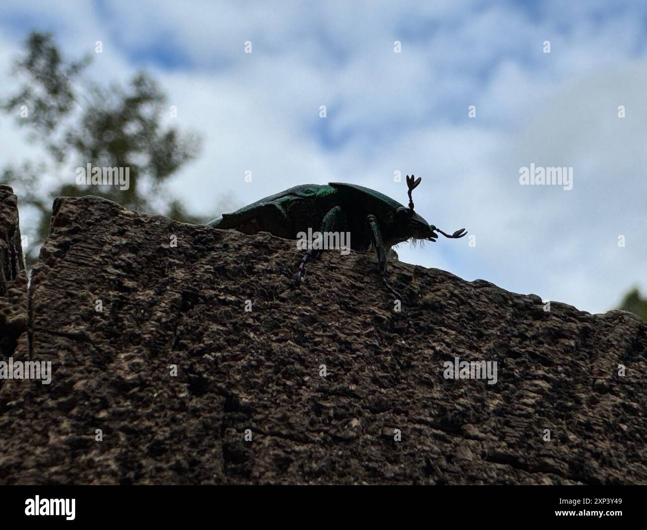 Un coléoptère en bronze doré. Il déplace ses antennes et sa tête. Prise de vue d'en bas, sur un fond de ciel. Gros plan. Banque D'Images