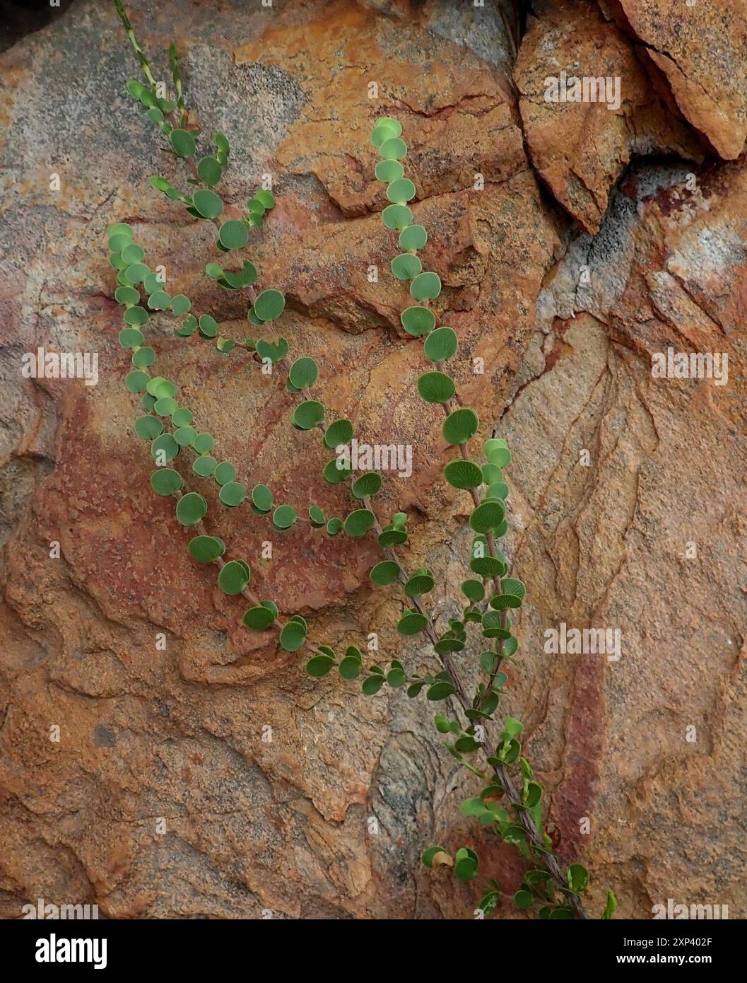 Joli Caperose (Cliffortia pulchella) Plantae Banque D'Images