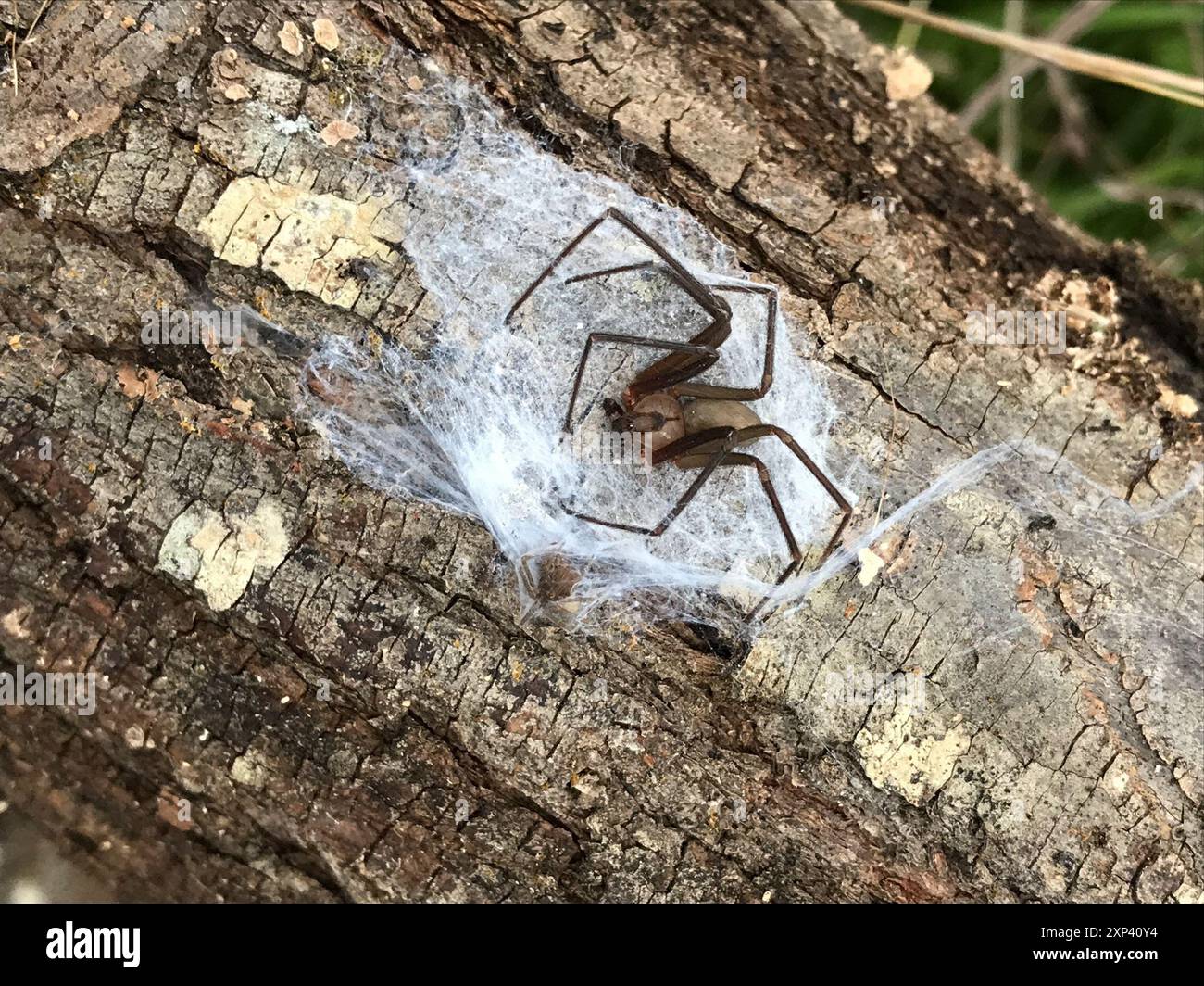 Recluse brune (Loxosceles reclusa) Arachnida Banque D'Images