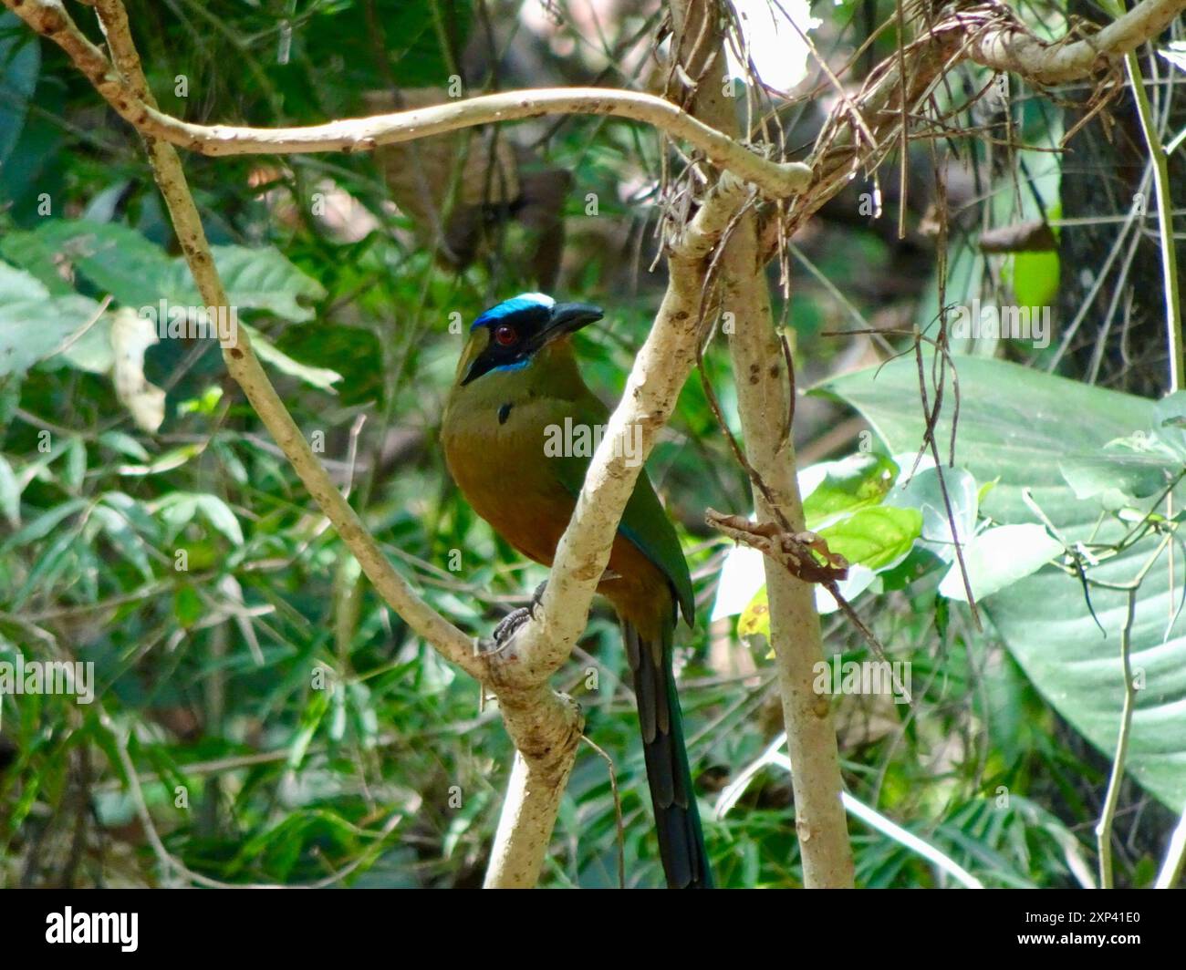 Motmot blanc (Momotus subrufescens) Aves Banque D'Images