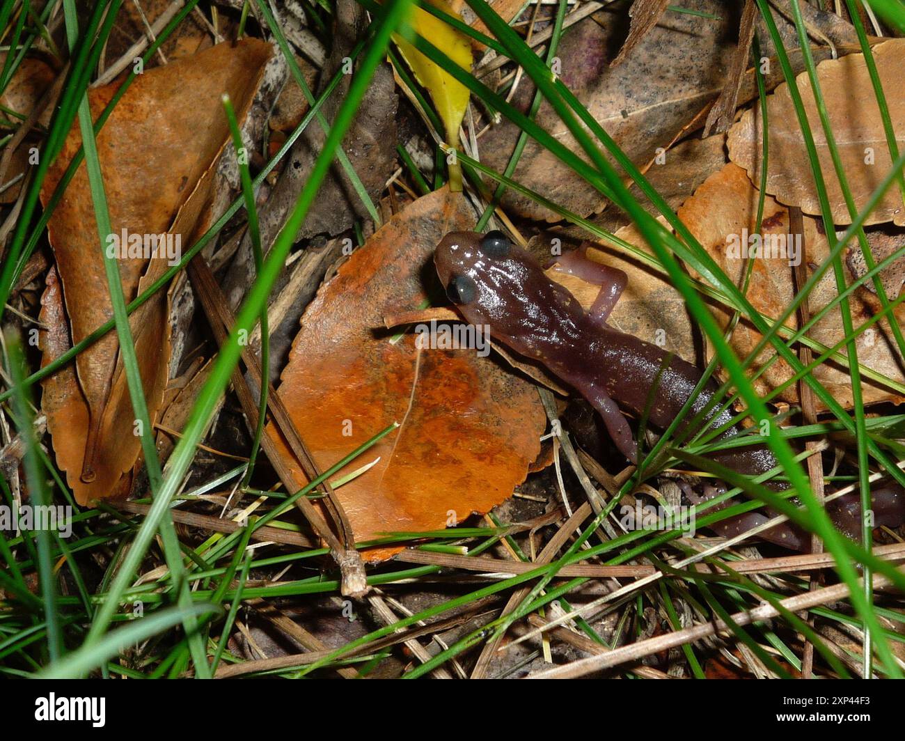 Salamandre arboricole (Aneides lugubris) amphibiens Banque D'Images