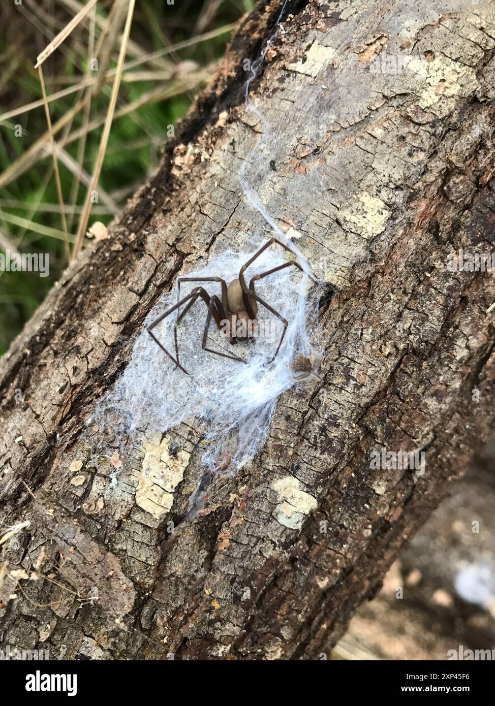 Recluse brune (Loxosceles reclusa) Arachnida Banque D'Images