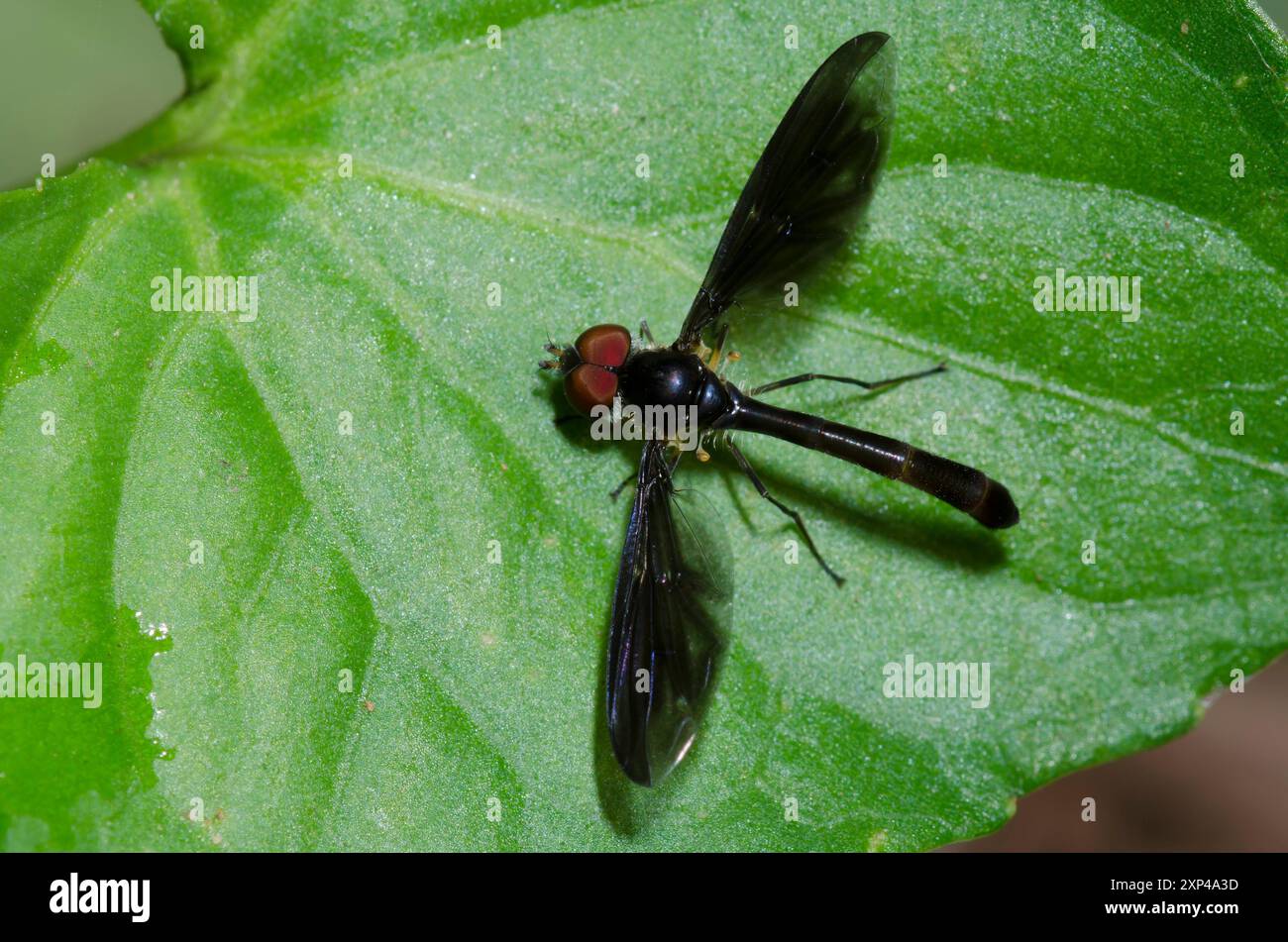 Mouche Syrphid, Ocyptamus fuscipennis, homme Banque D'Images