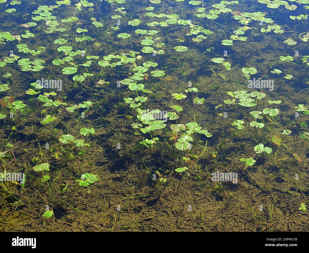 Moins de nénuphars (Nuphar pumila) Plantae Banque D'Images