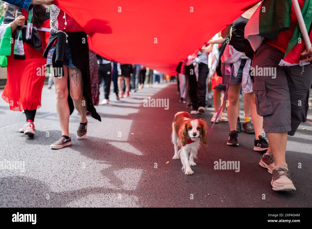 Londres, Royaume-Uni. 03 août 2024. Un chien vu avec les manifestants pendant le rallye. Les manifestants pro-palestiniens ont défilé à Londres pour montrer leur soutien à la Palestine et ont exigé que le gouvernement britannique impose un « embargo bilatéral sur les armes à Israël ». Crédit : SOPA images Limited/Alamy Live News Banque D'Images